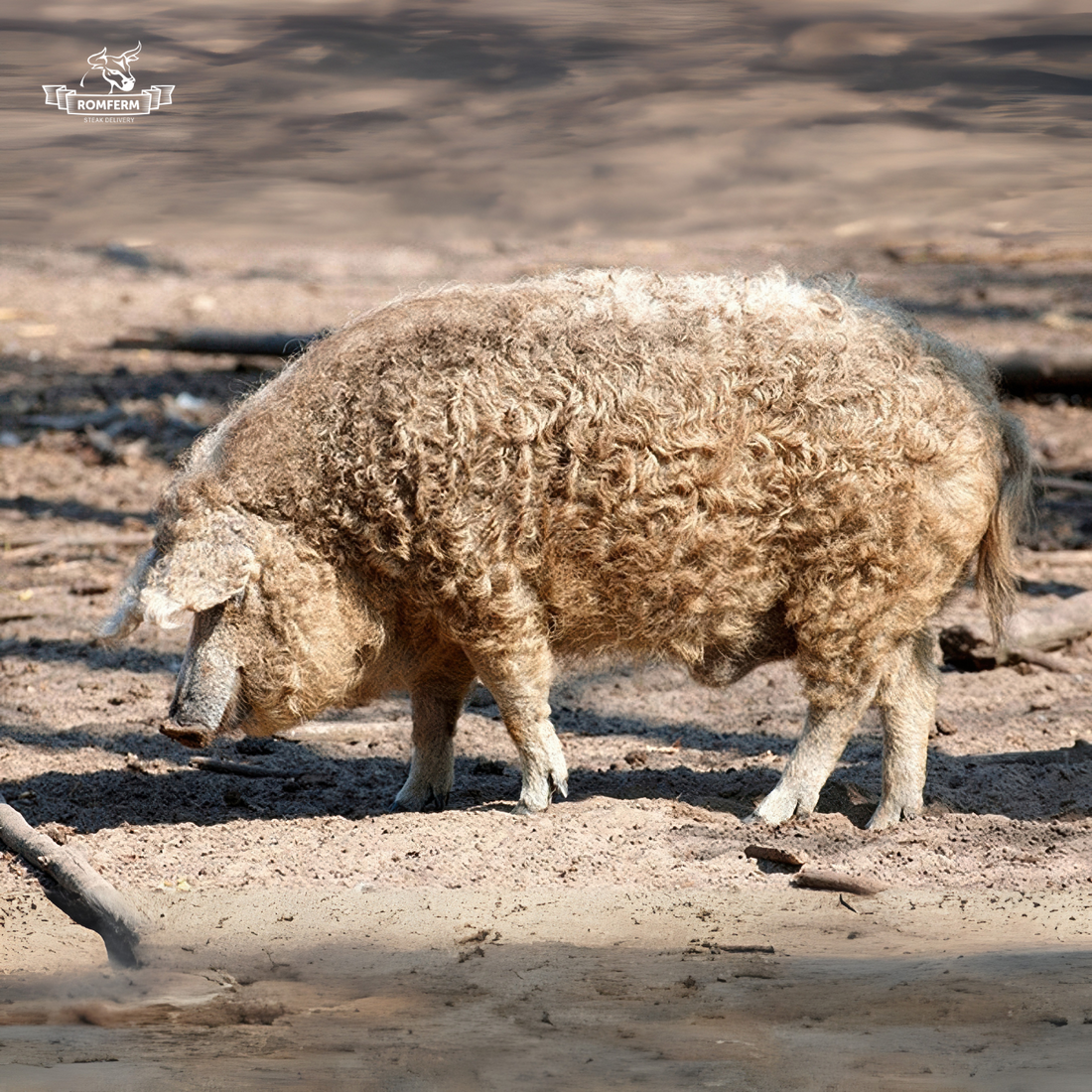Carnea de porc Mangalița: O Delicatesă Românească de Renume